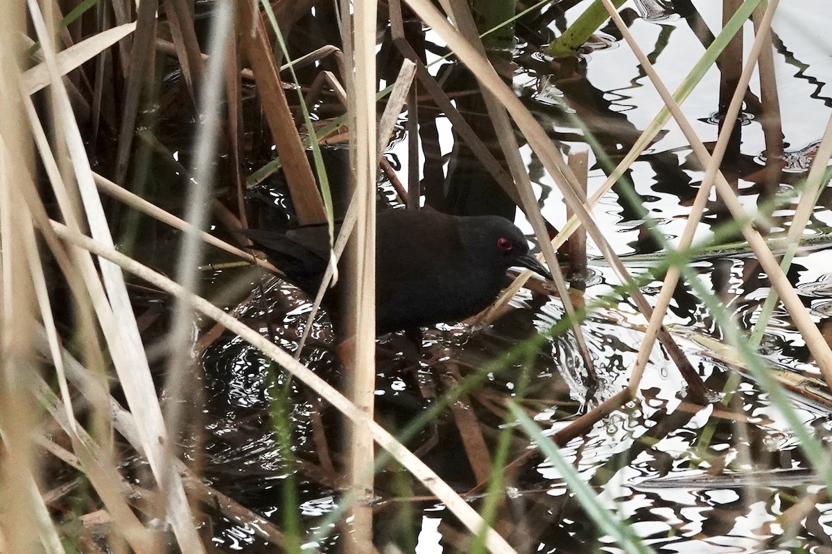 sotrikse - ML644690921