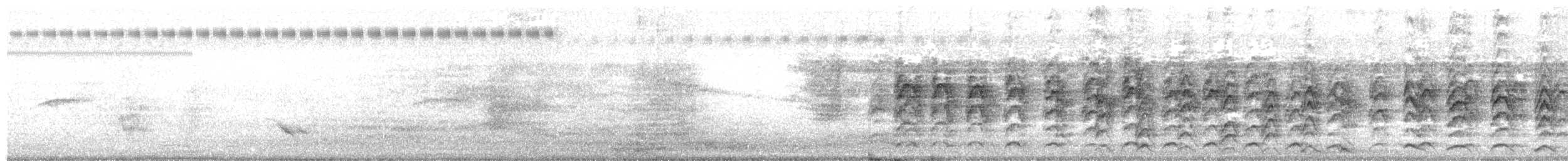 Râle cendré - ML644690929