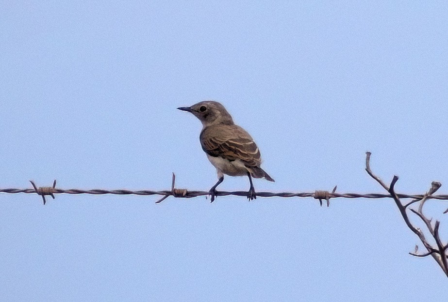 hvithodehonningskvett - ML644690933