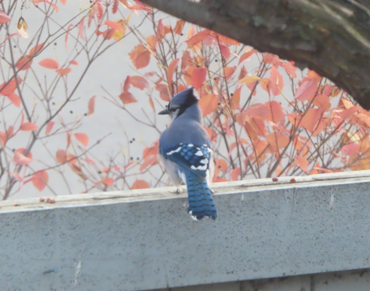 Сизойка блакитна - ML644690937