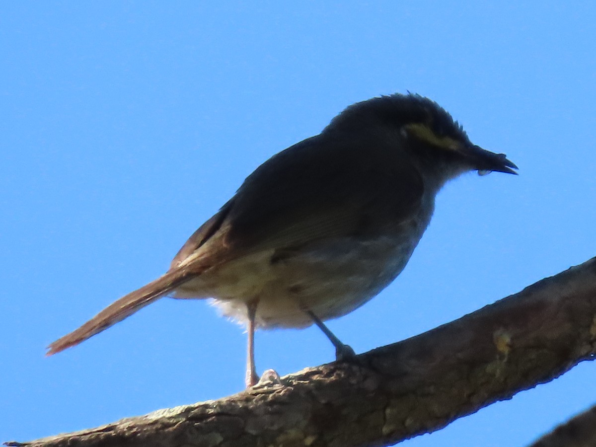 Yellow-faced Honeyeater - ML644690940