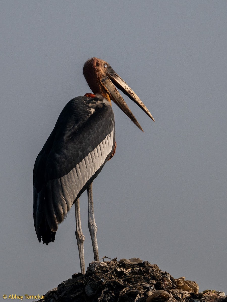 Greater Adjutant - ML644690941