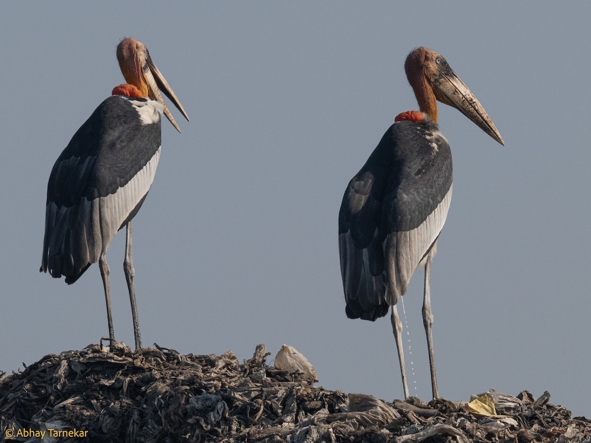 Greater Adjutant - ML644690943