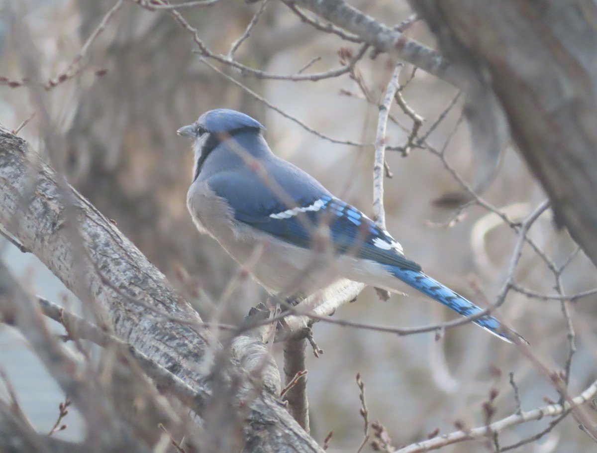 Сизойка блакитна - ML644690945