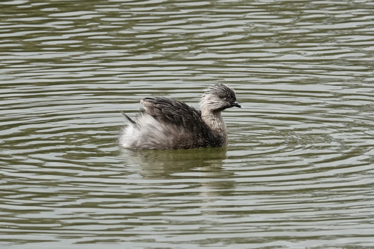 sølvhodedykker - ML644690952