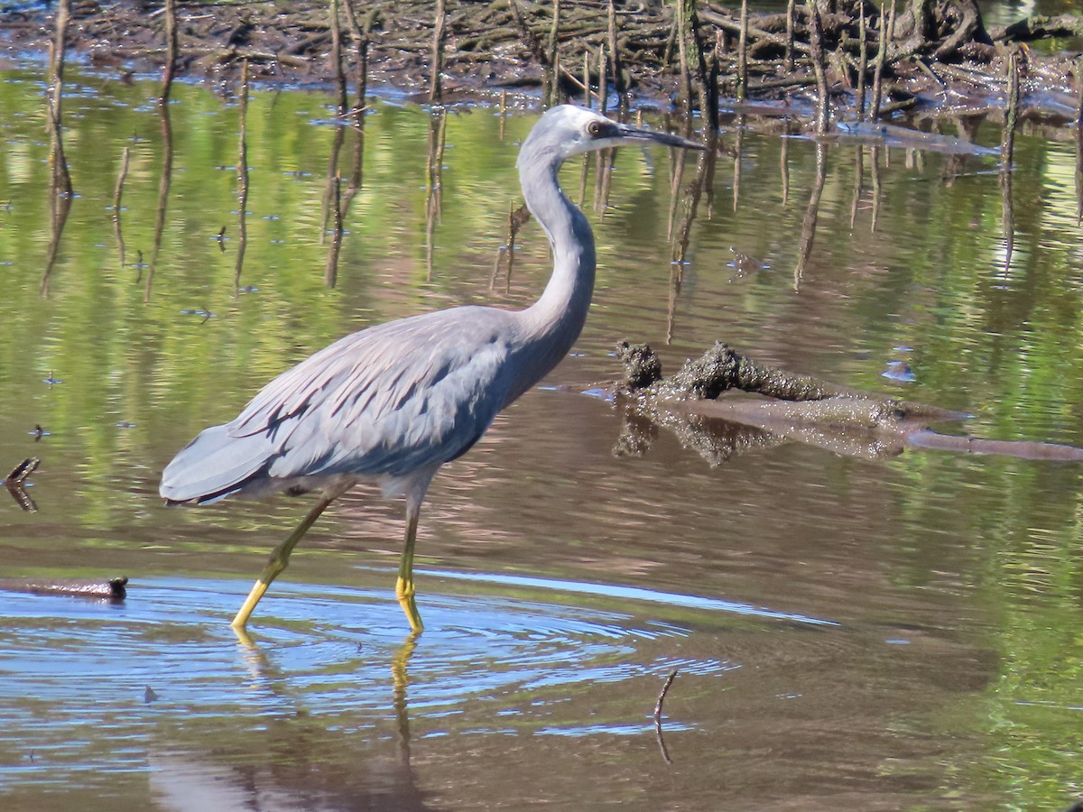 White-faced Heron - ML644690953