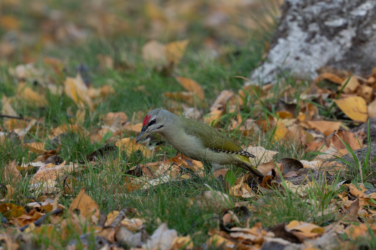 Жовна сива - ML644690954