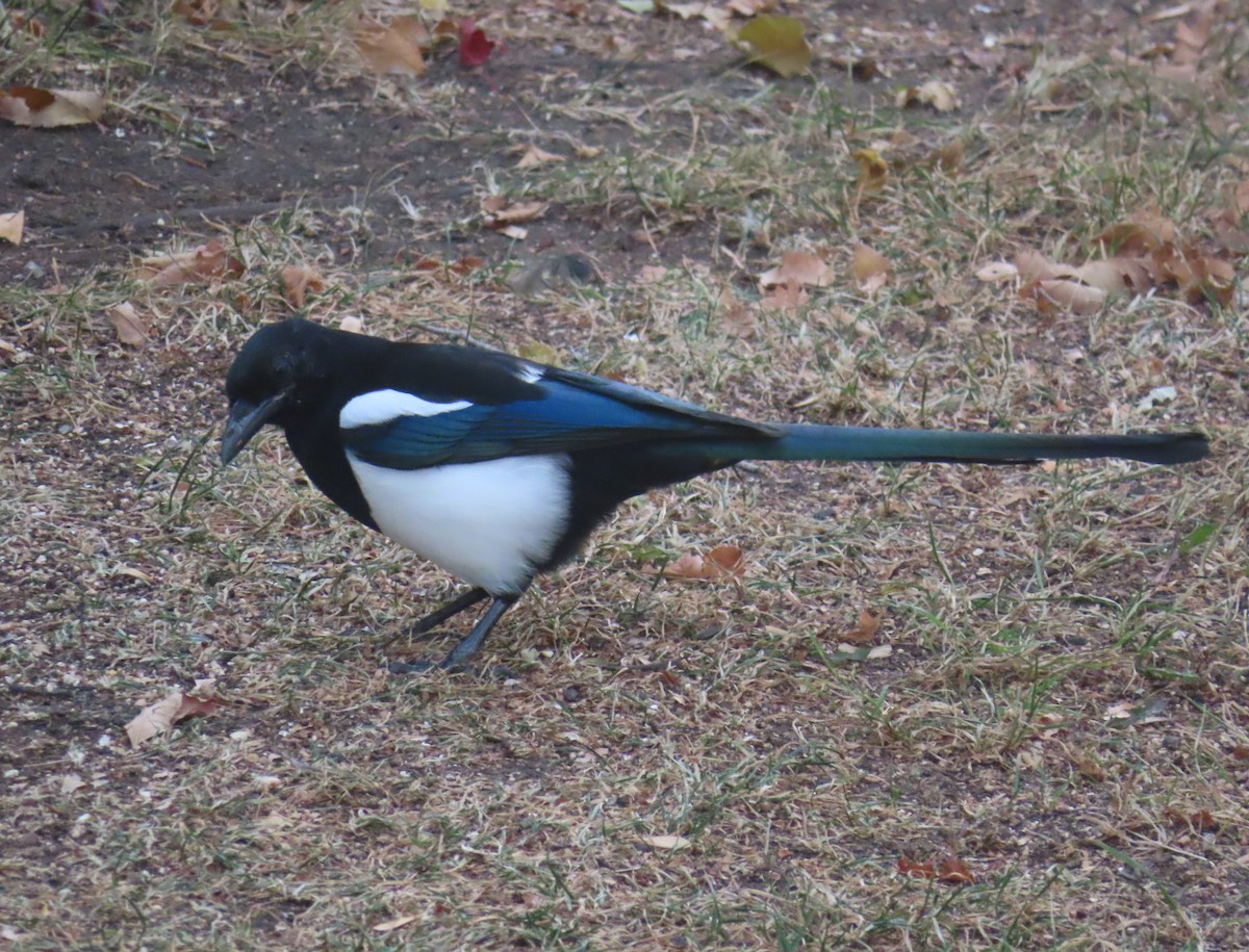Black-billed Magpie - ML644690955