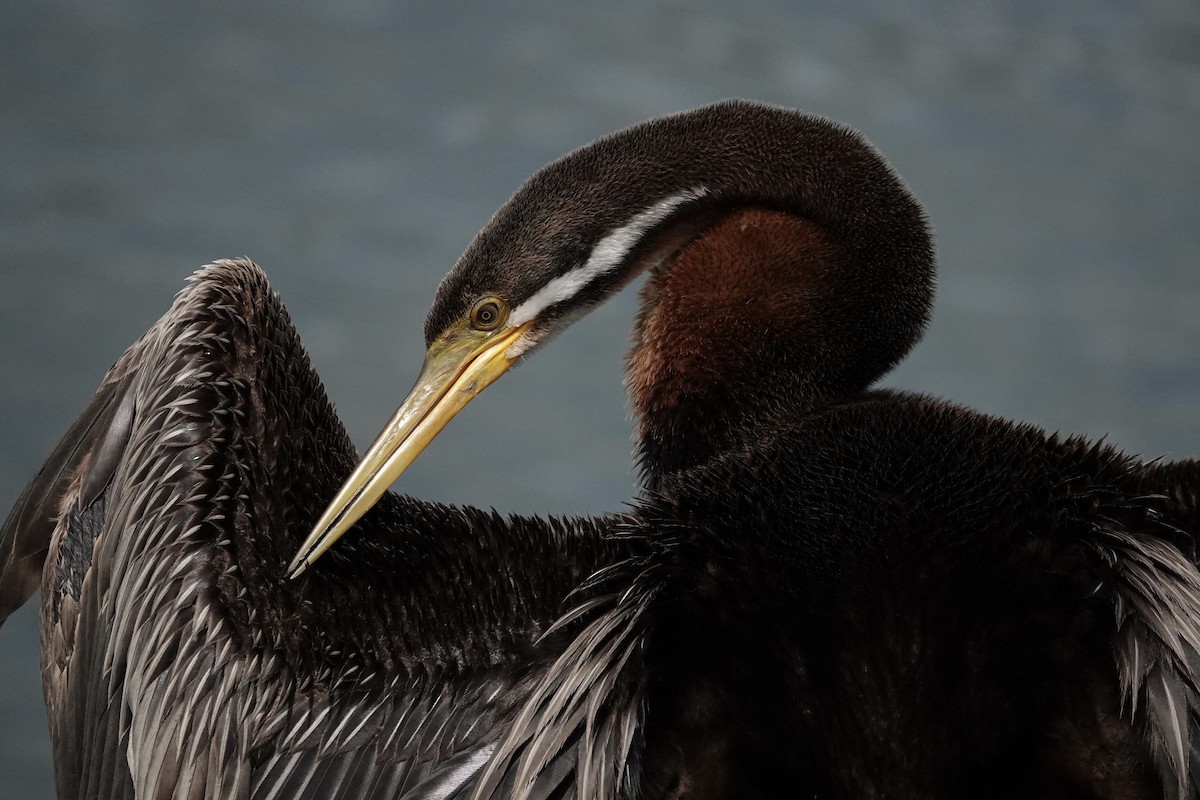 australslangehals - ML644690962