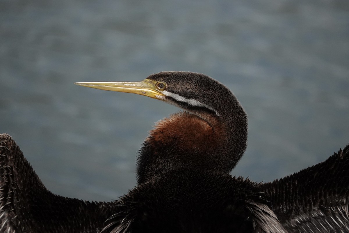 australslangehals - ML644690963