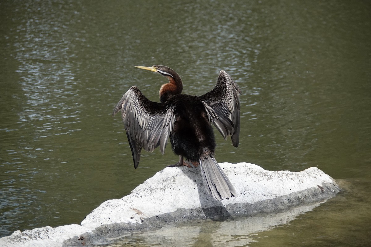 australslangehals - ML644690964