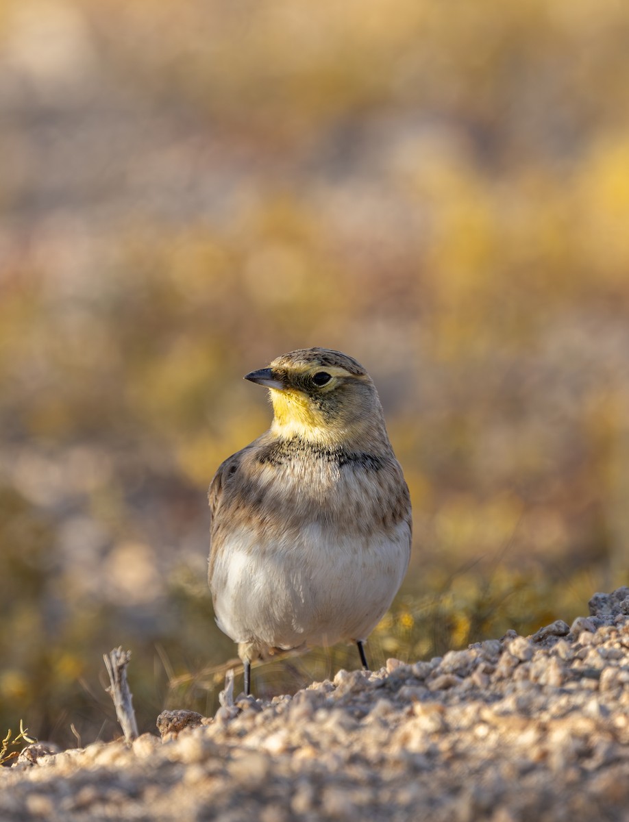 Ohrenlerche - ML644690966