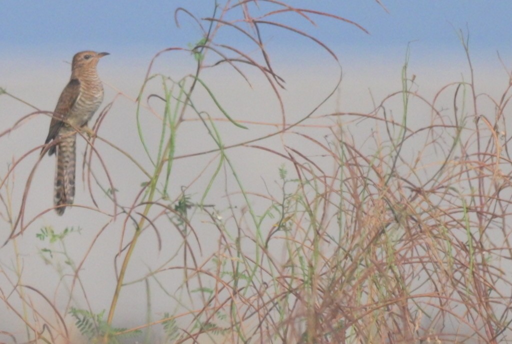 ヒメカッコウ - ML644690967