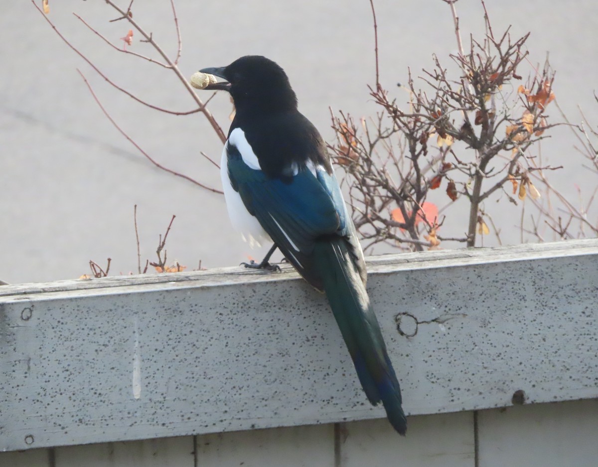 Black-billed Magpie - ML644690971