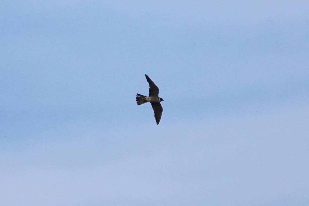 eukalyptusfalk - ML644690972