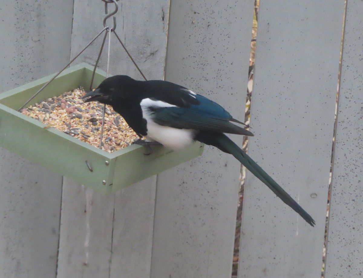 Black-billed Magpie - ML644690974