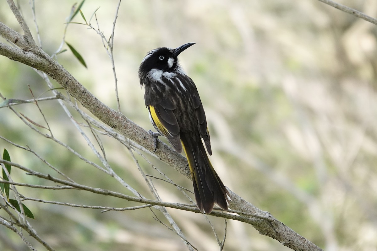 hvitøyehonningeter - ML644690976