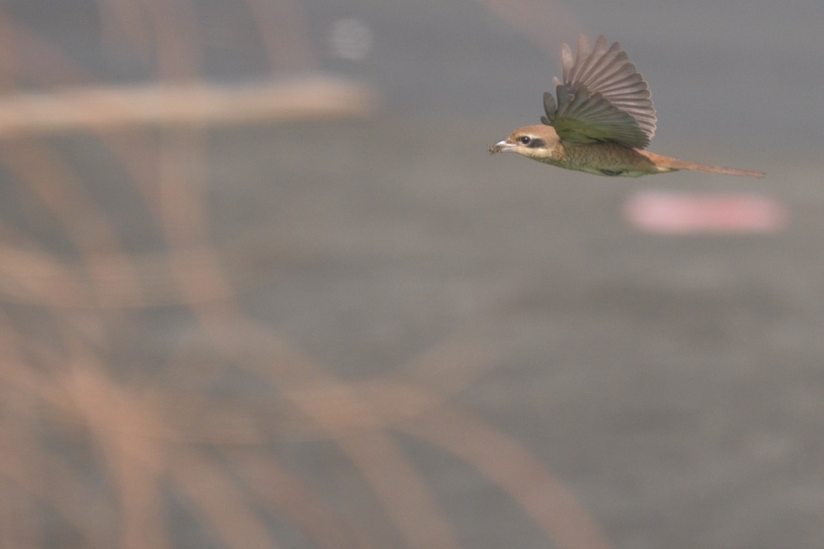Brown Shrike - ML644690985