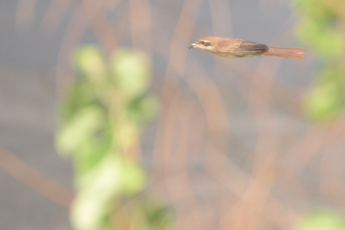 Brown Shrike - ML644690986