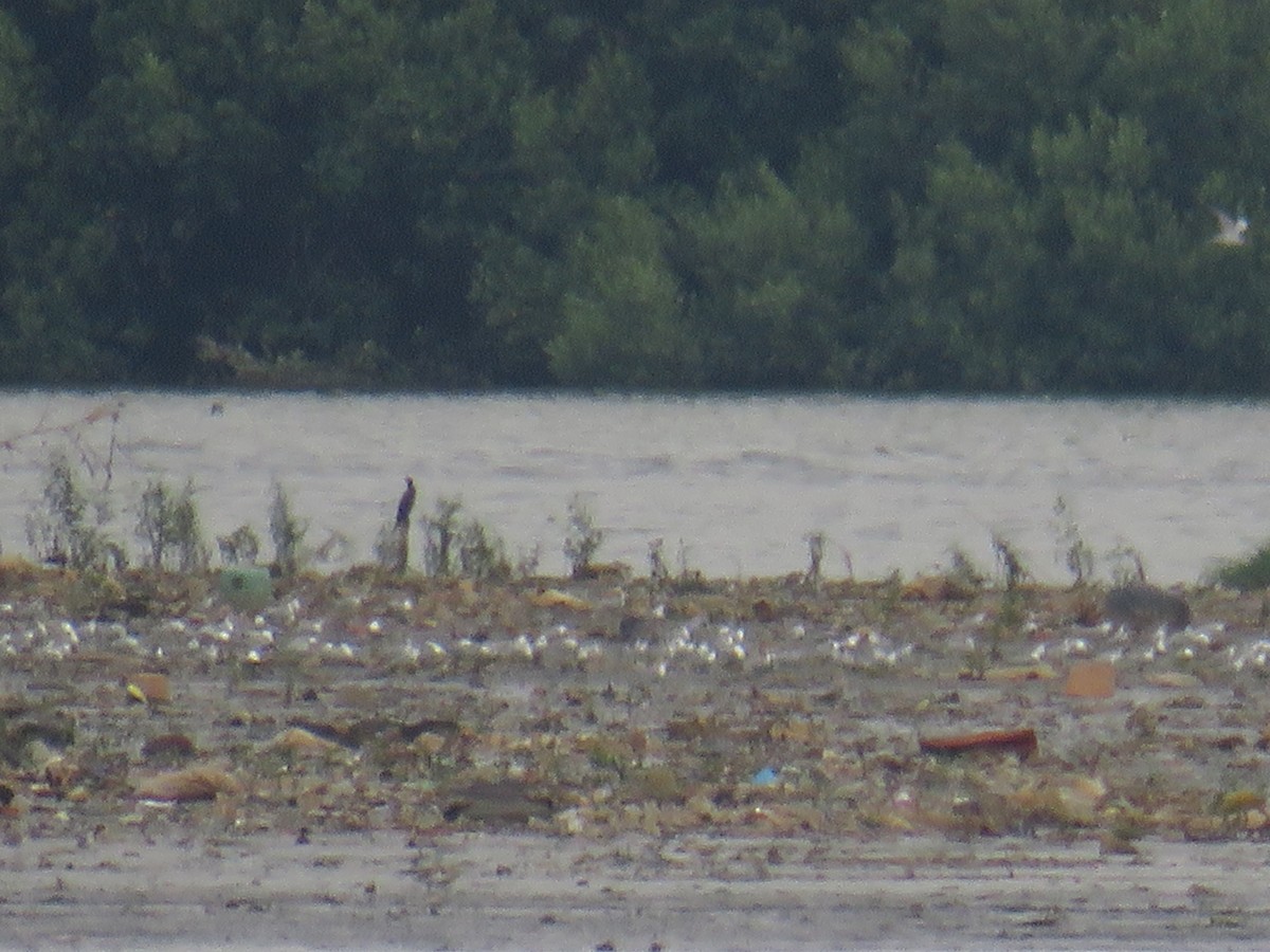 クロハラアジサシ - ML644691016