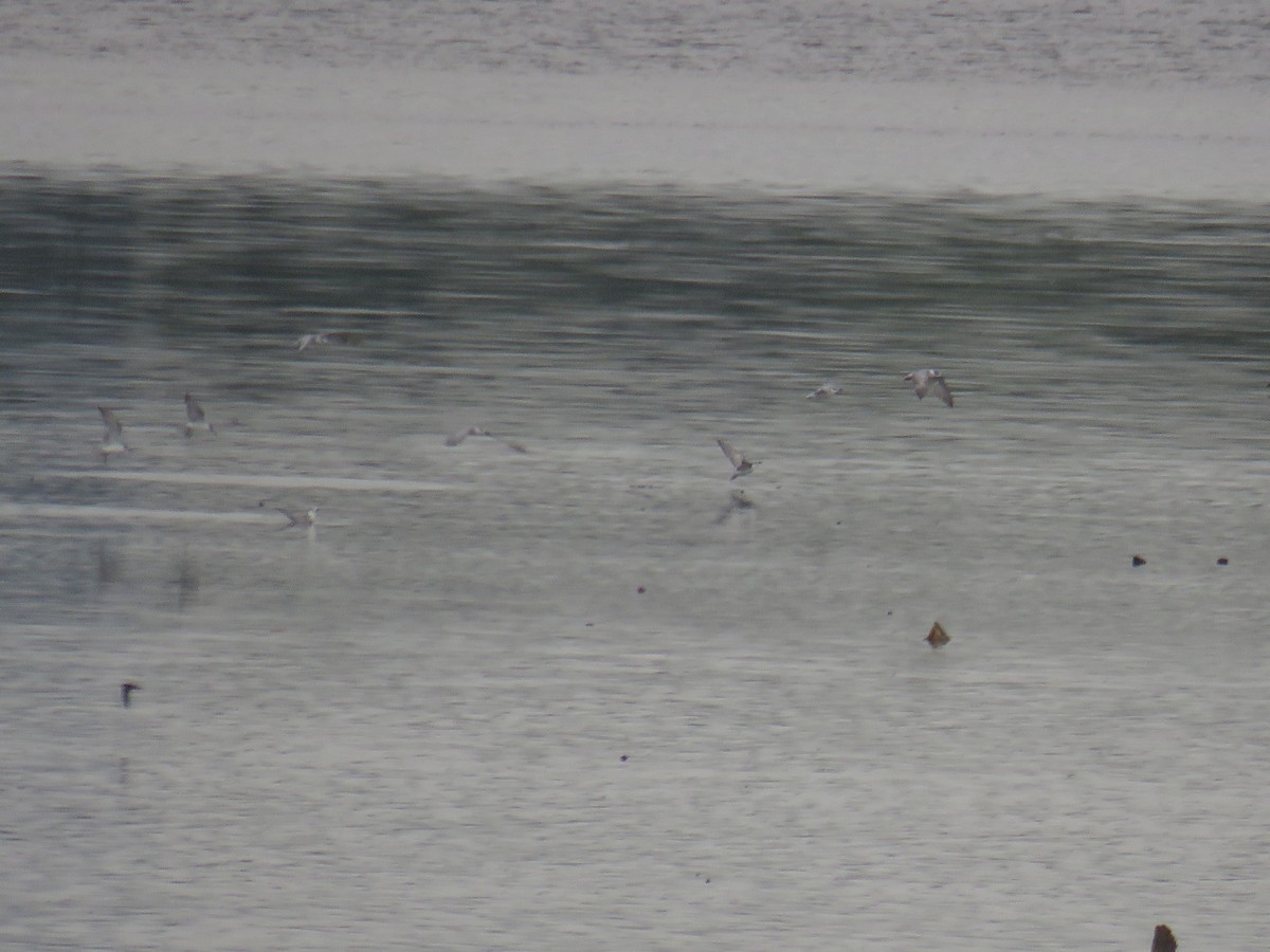 クロハラアジサシ - ML644691021