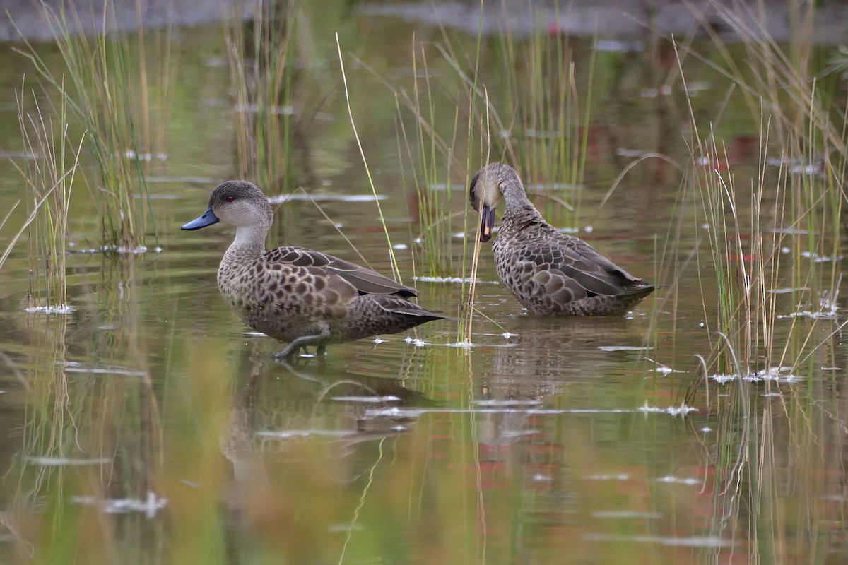 Gray Teal - ML644691031