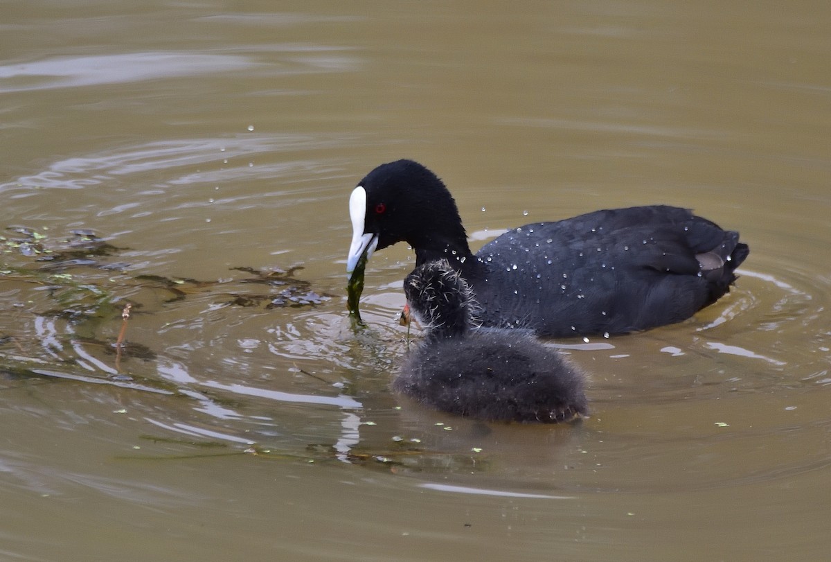 Eurasian Coot - ML644691037