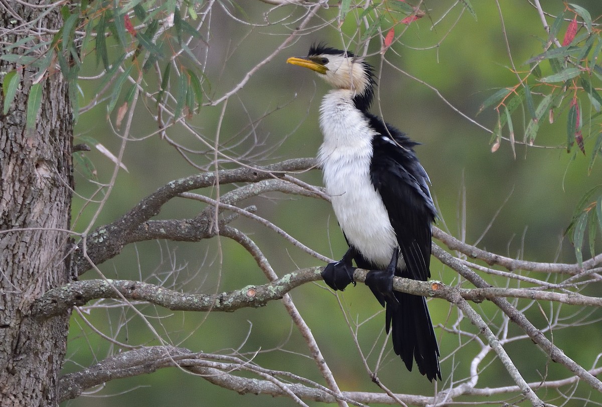 Little Pied Cormorant - ML644691038