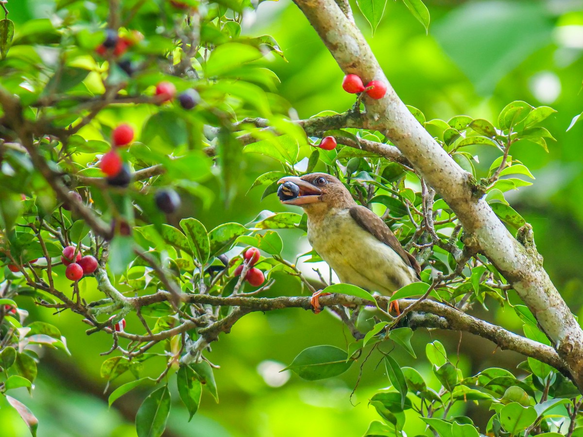 Sooty Barbet - ML644691040