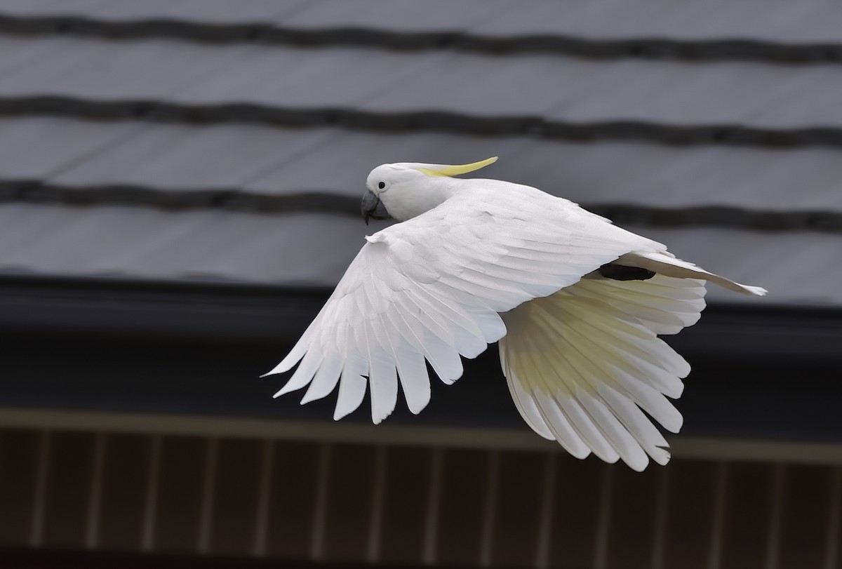 Sulphur-crested Cockatoo - ML644691041