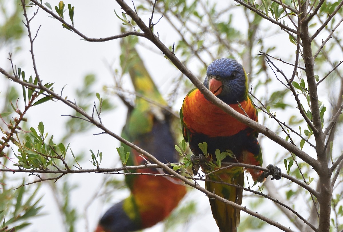 Rainbow Lorikeet - ML644691042