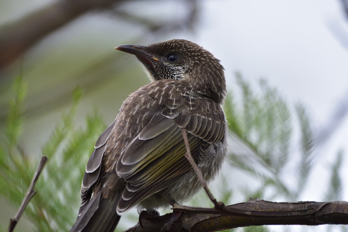 Little Wattlebird - ML644691044