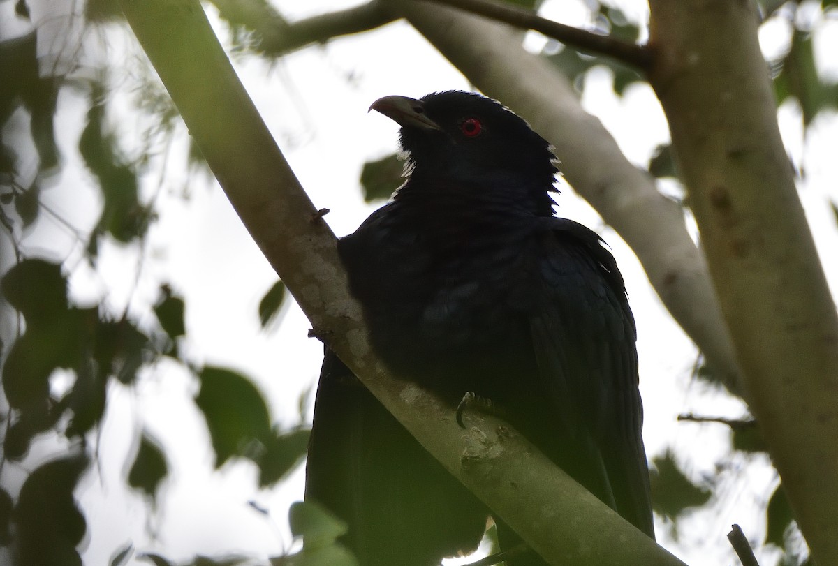 Pacific Koel (Australian) - ML644691047