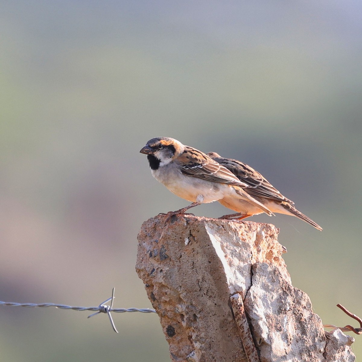 Shelley's Rufous Sparrow - ML644691050