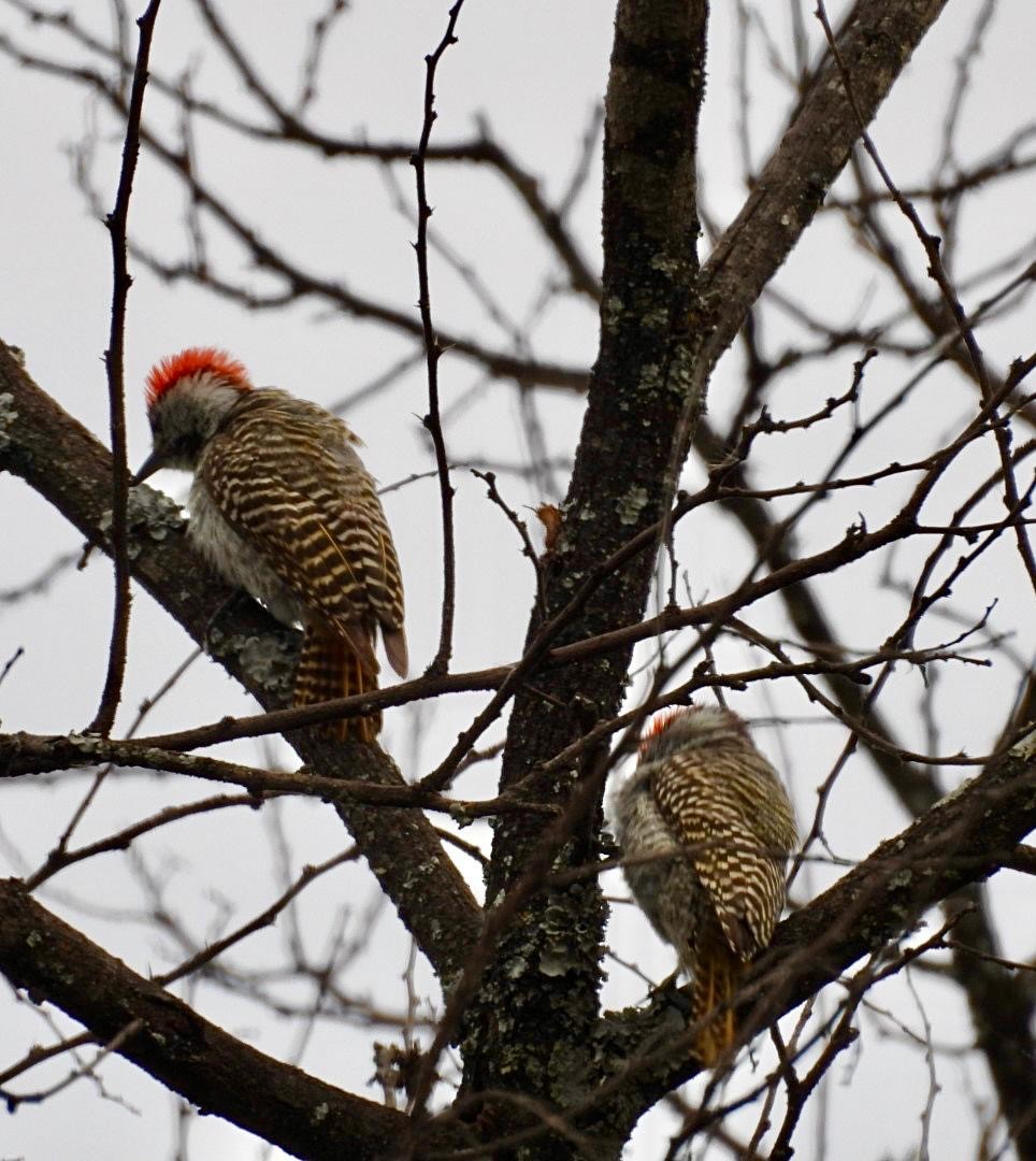 Cardinal Woodpecker - ML644691062