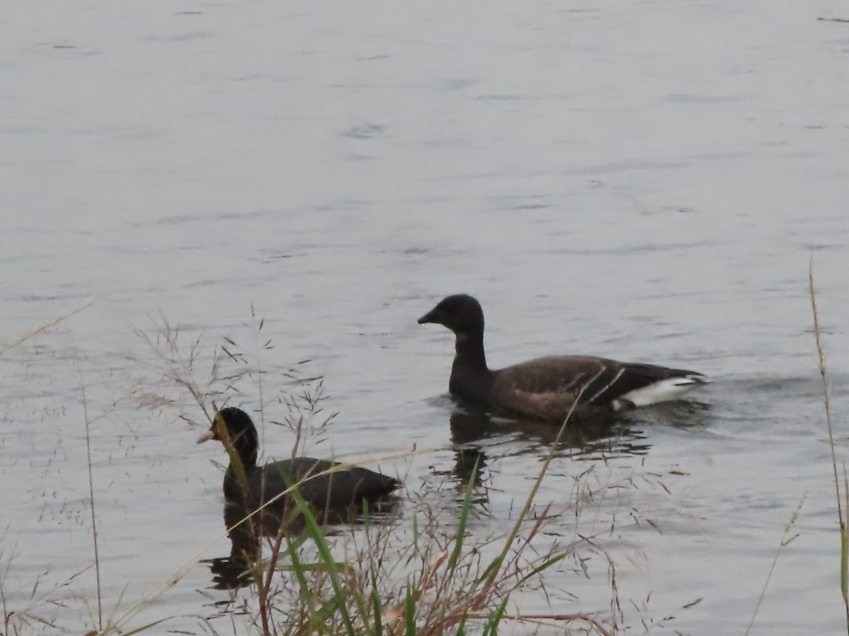 Brant - ML644691074