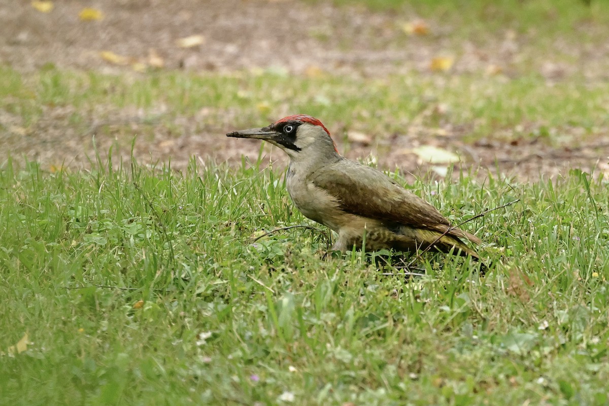 žluna zelená - ML644691081