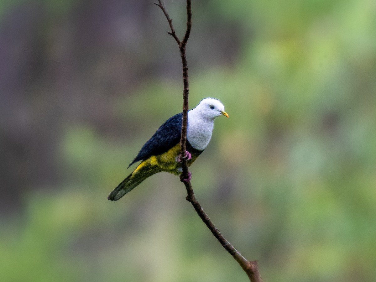 Weißkopf-Fruchttaube - ML644691084