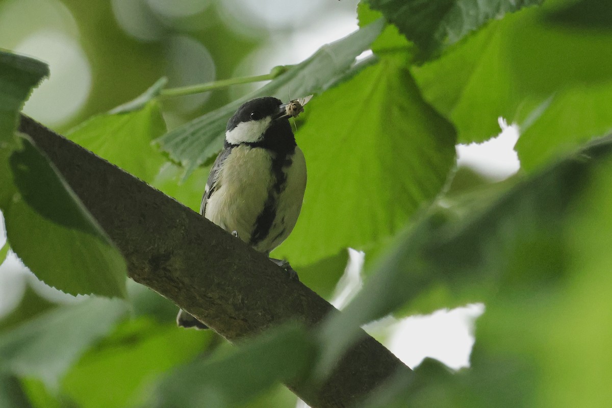 Mésange charbonnière - ML644691086