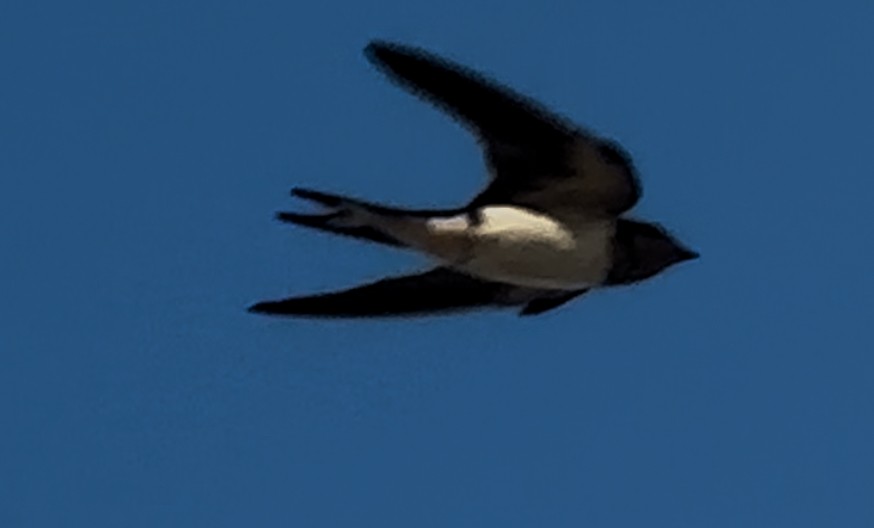 Barn Swallow - ML644691087