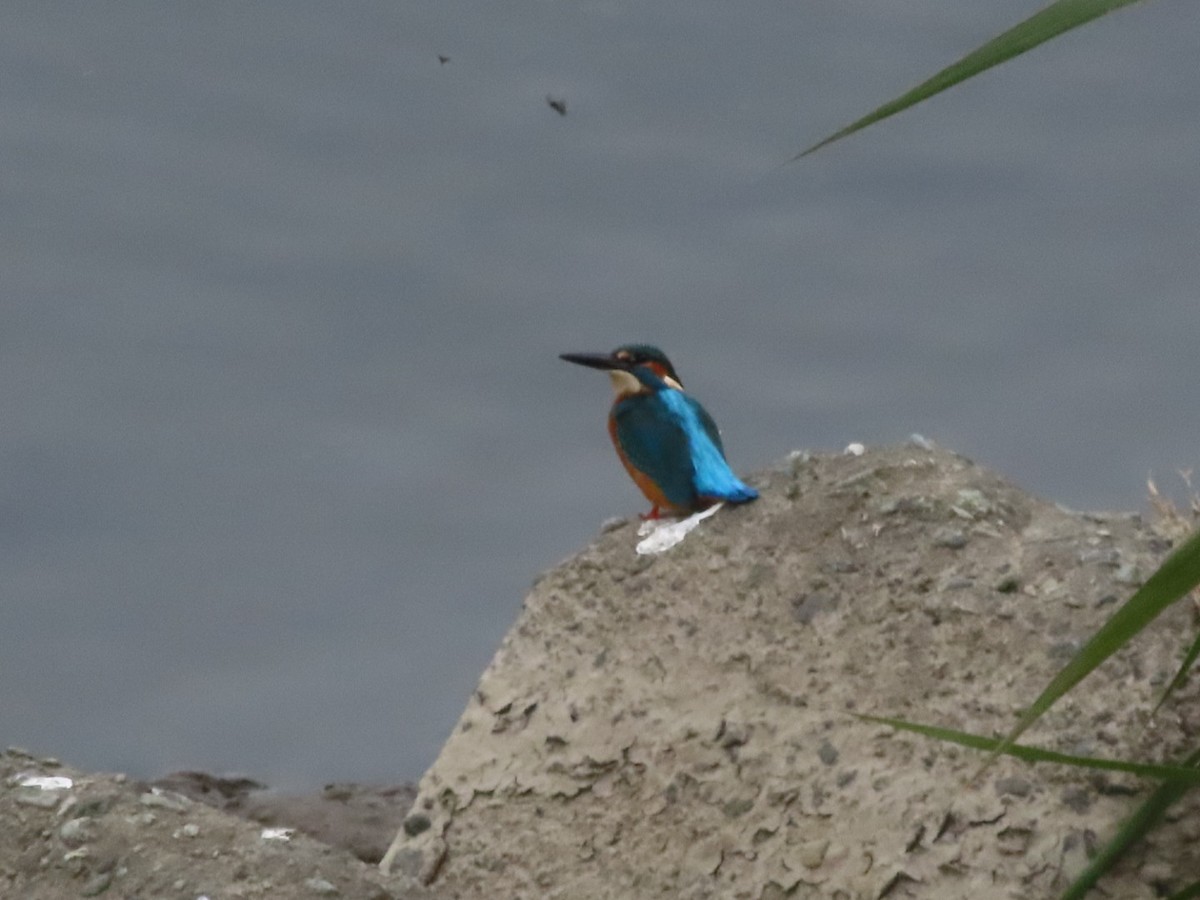 Common Kingfisher - ML644691089