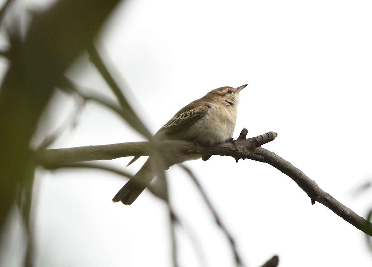 hvitvingetrillefugl - ML644691091