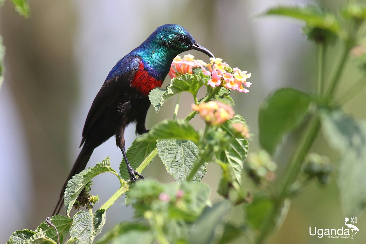 Suimanga Pechirrojo - ML644691092