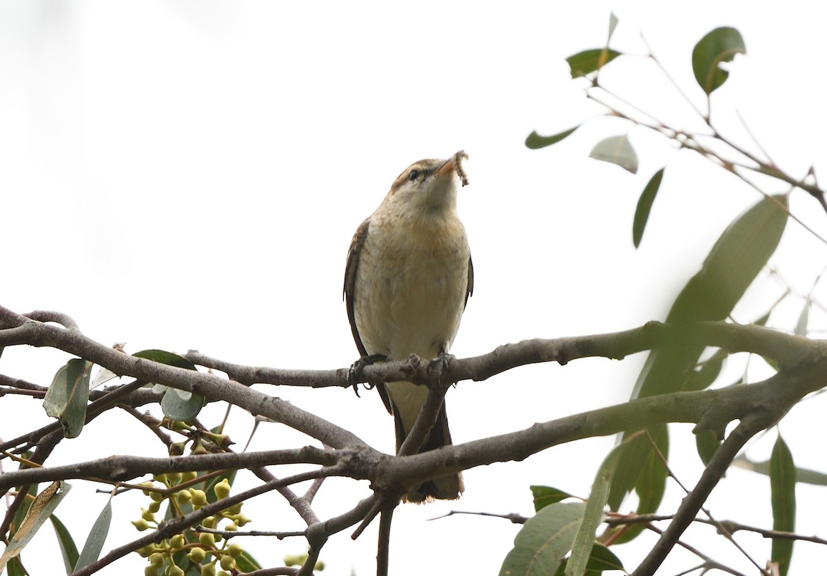 Oruguero Tricolor - ML644691093