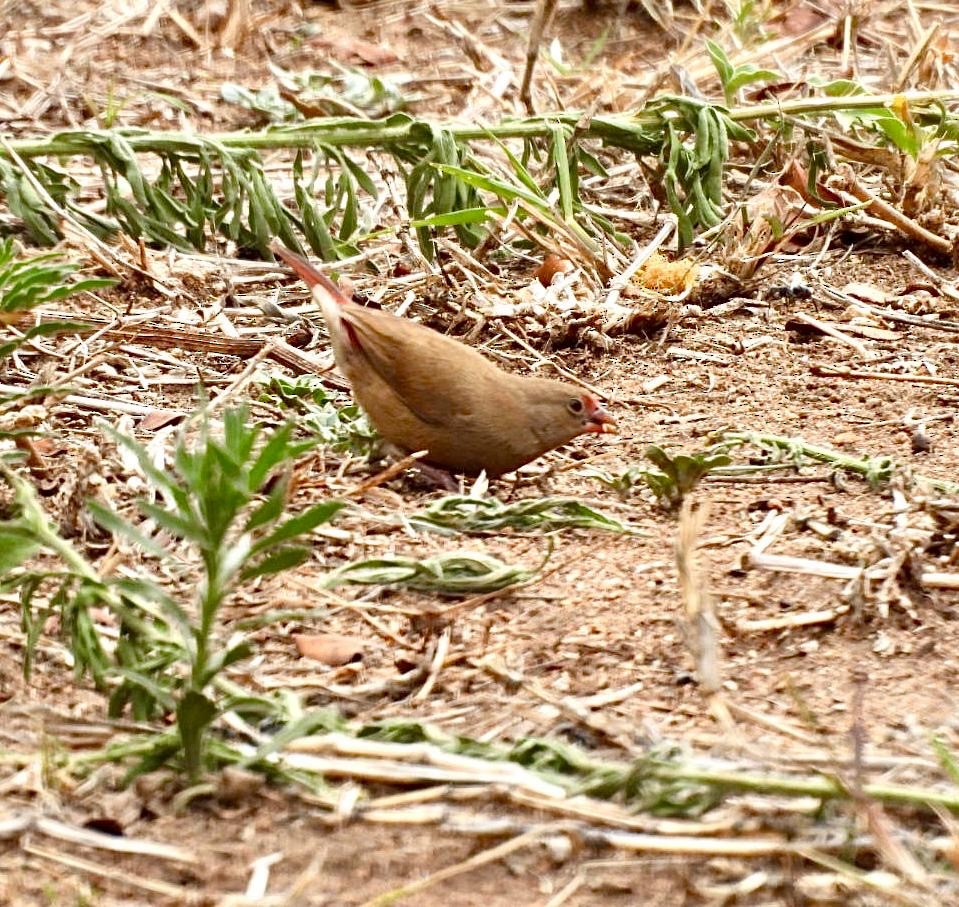 Amaranta Senegalesa - ML644691095