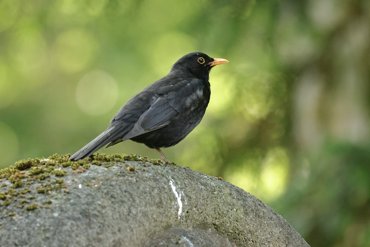 Mirlo Común - ML644691096