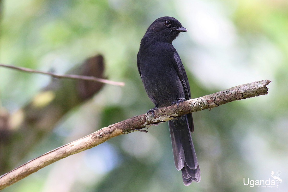 Papamoscas Drongo - ML644691097