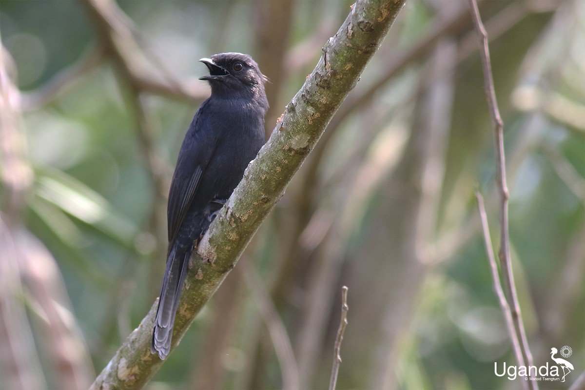 Papamoscas Drongo - ML644691098