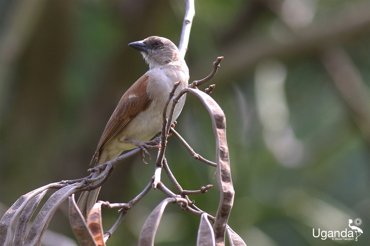 Gorrión Gris - ML644691100