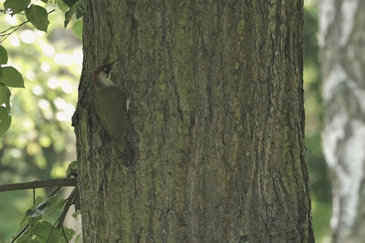 Pito Euroasiático - ML644691105